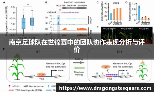 南京足球队在世锦赛中的团队协作表现分析与评价